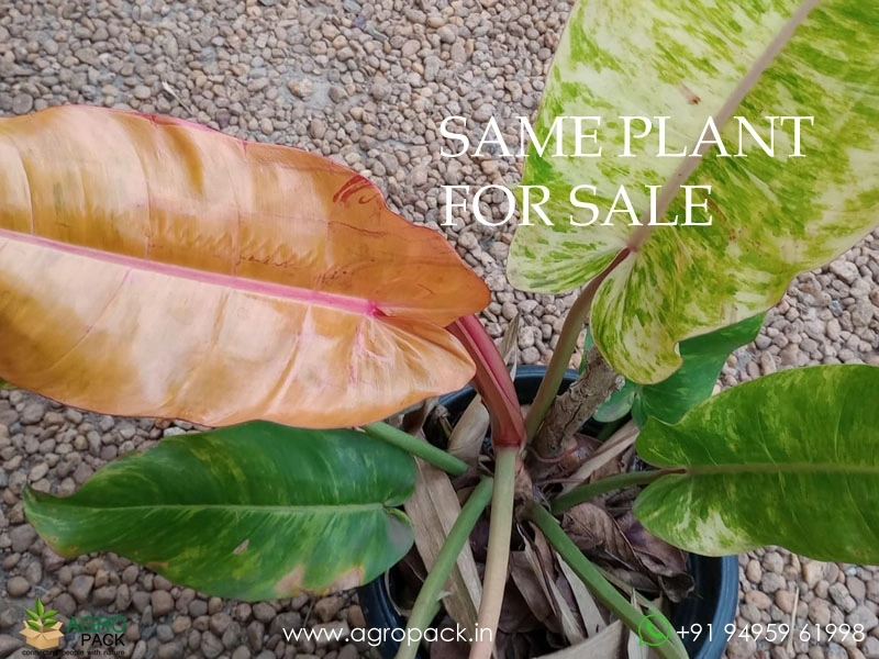 Large-philodendron-orange-marmalade5