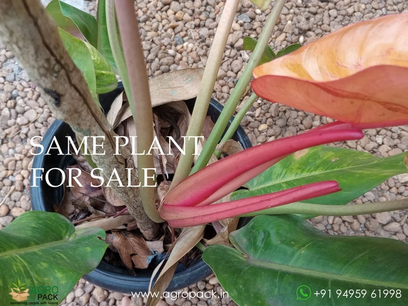 Large-philodendron-orange-marmalade6