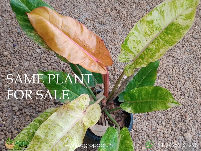 Large-philodendron-orange-marmalade7