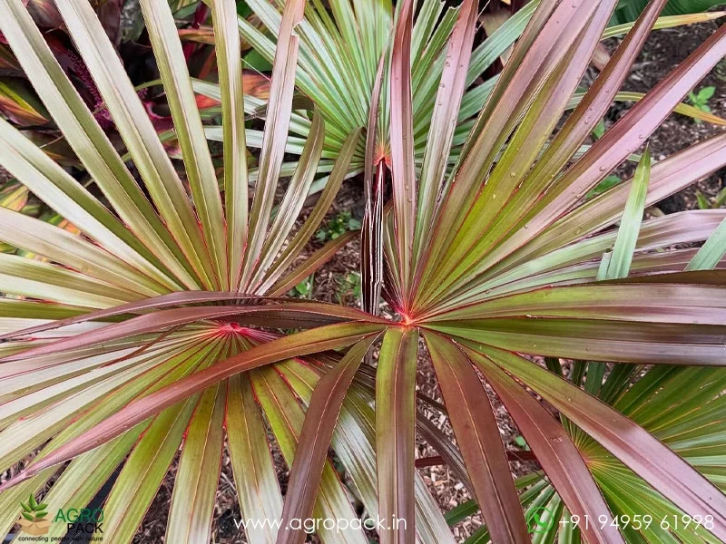 Latania-lontaroides-Red-Latan-Palm1