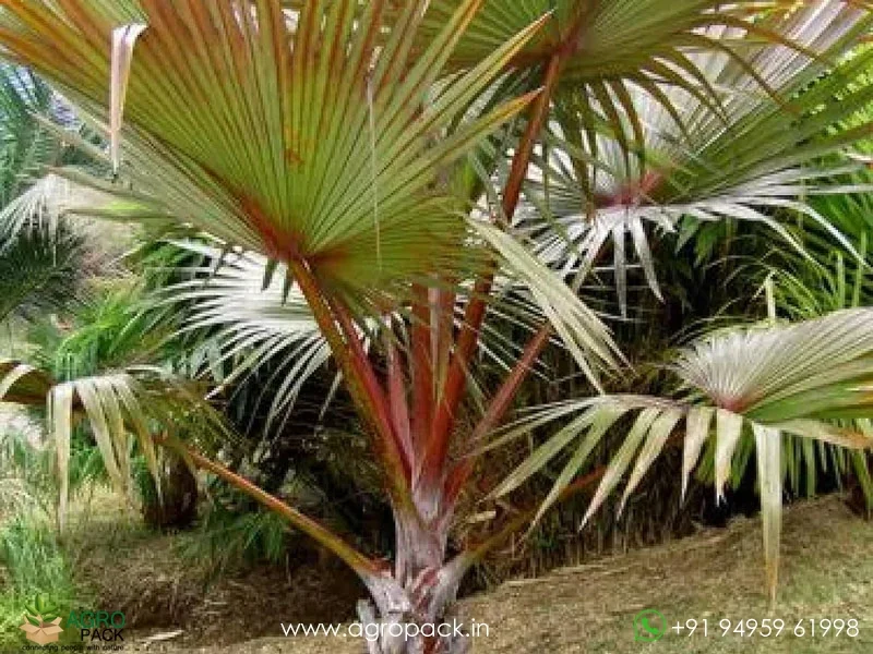 Latania-lontaroides-Red-Latan-Palm6