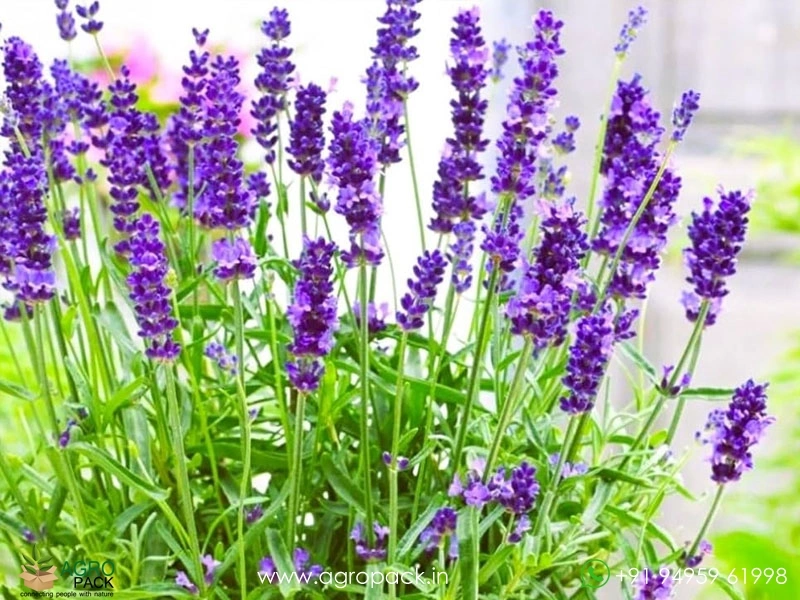 Lavender1