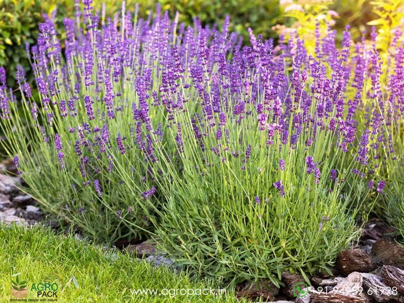 Lavender3