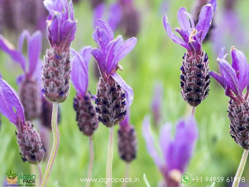 Lavender4