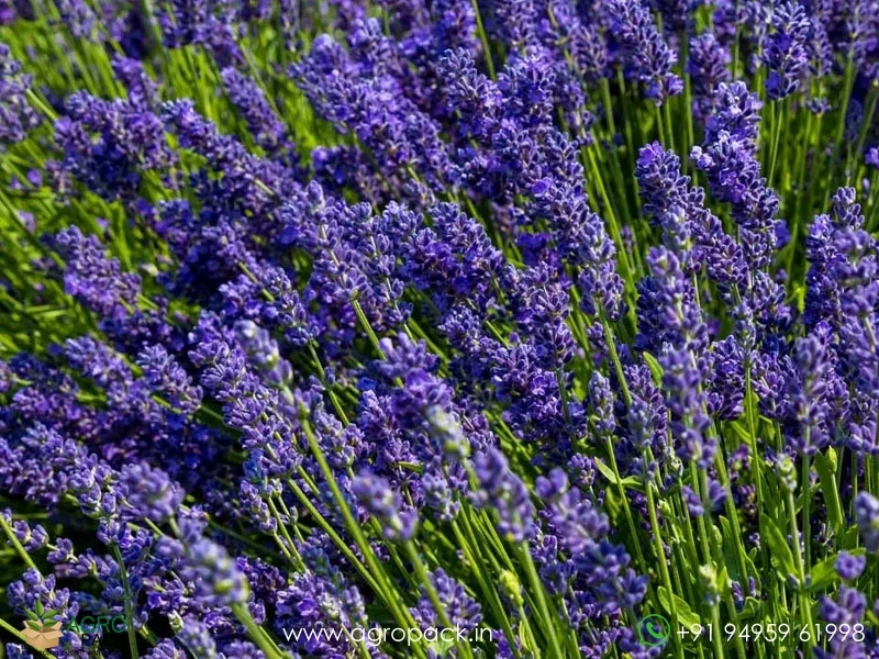 Lavender5