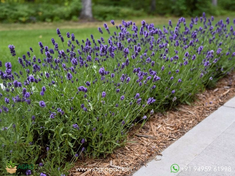 Lavender6