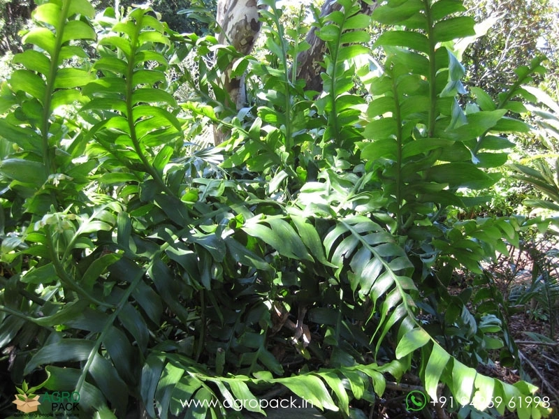 Leaf-Cactus-Fern1