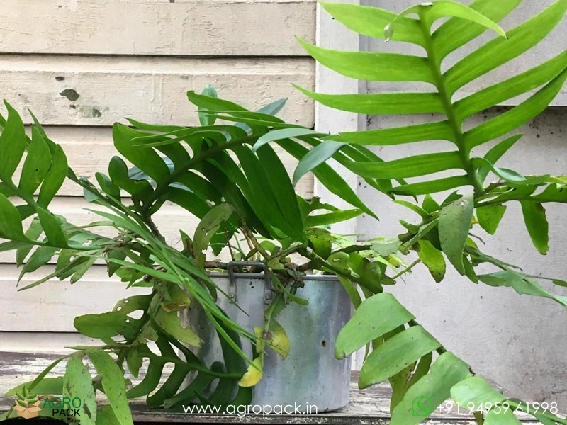 Leaf-Cactus-Fern3