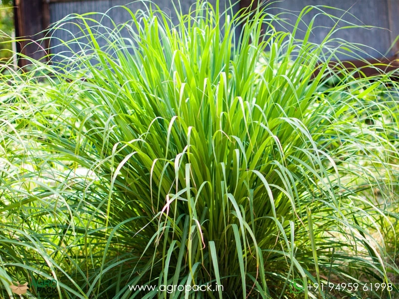 Lemon-Grass1