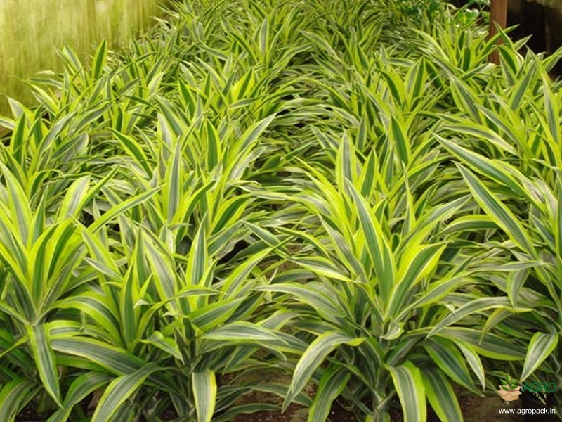 Lemon-Lime-Dracaena2