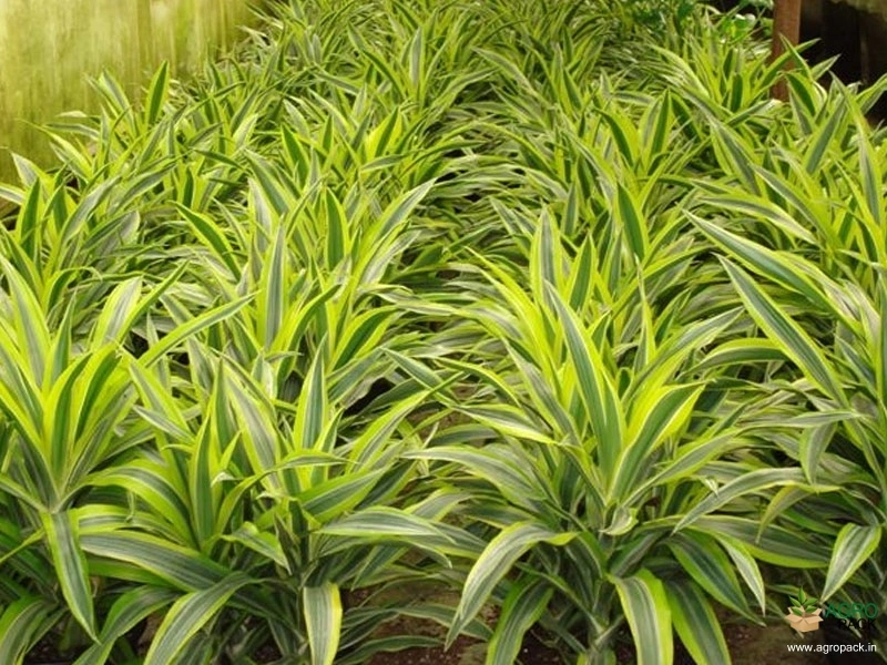 Lemon-Lime-Dracaena2