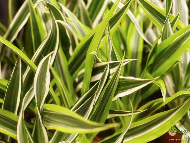 Lemon-Lime-Dracaena3