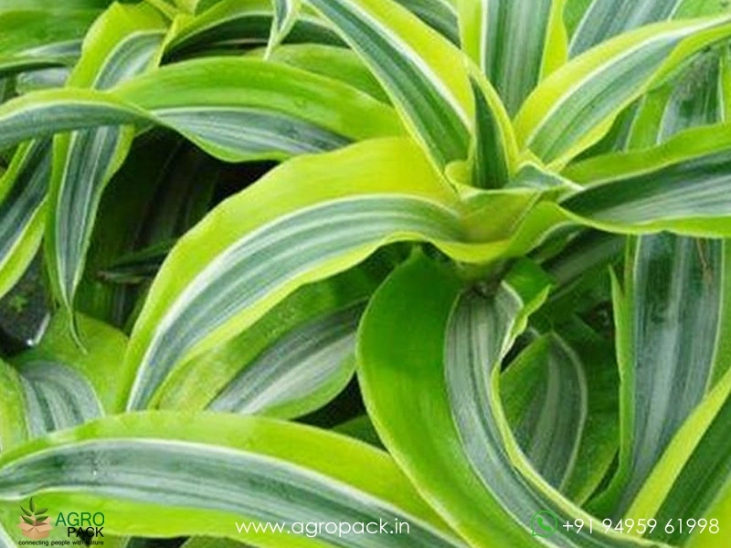 Lemon-Surprise-Dracaena3