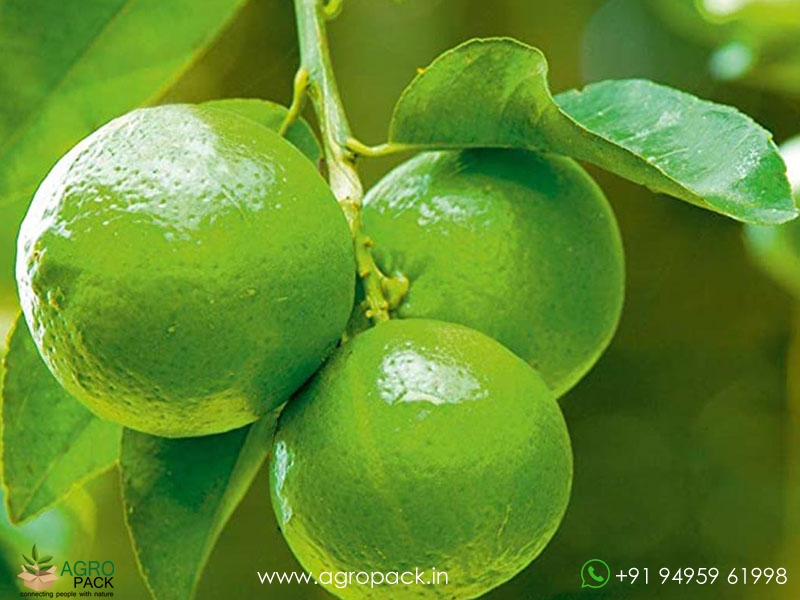Lemon1
