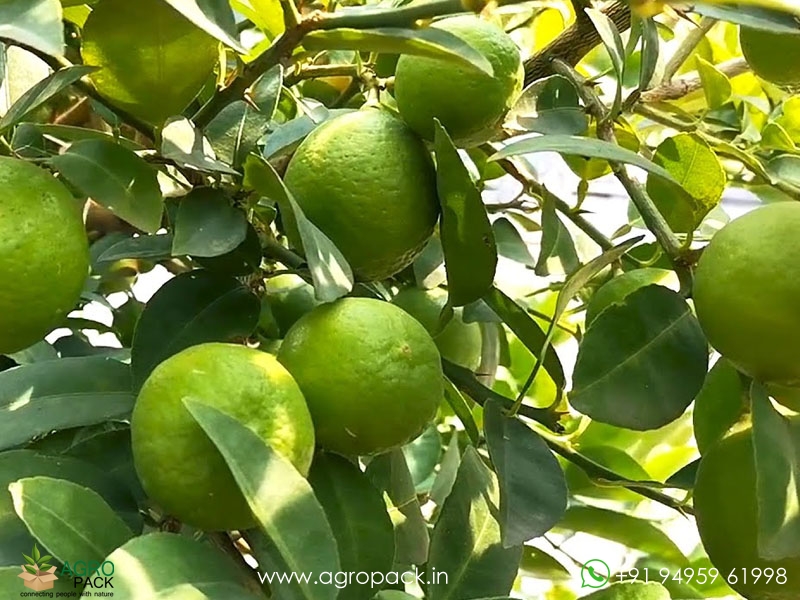 Lemon3