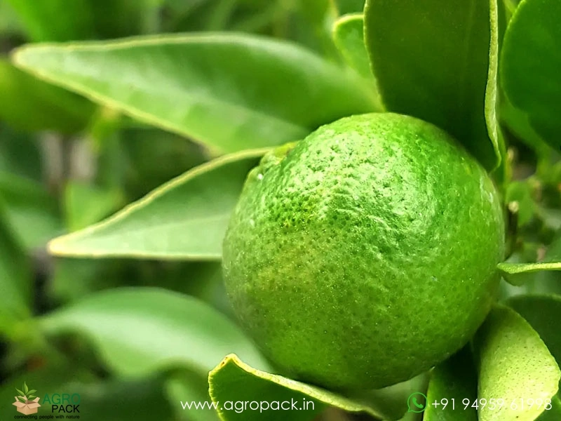 Lemon6