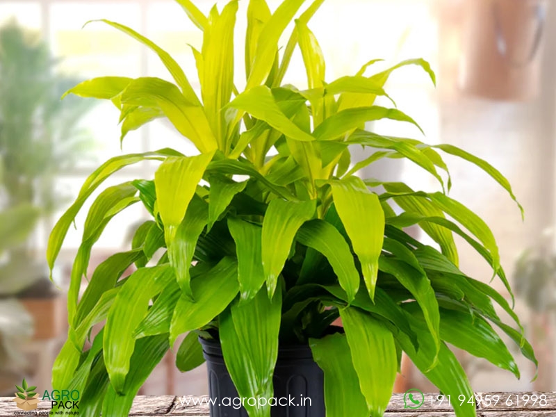 Limelight-Dracaena1