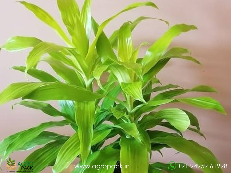 Limelight-Dracaena2