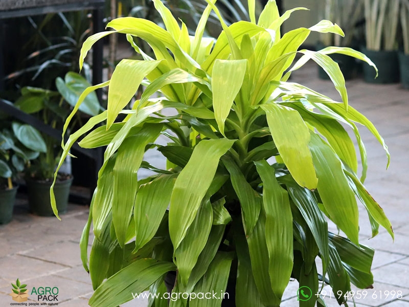 Limelight-Dracaena3