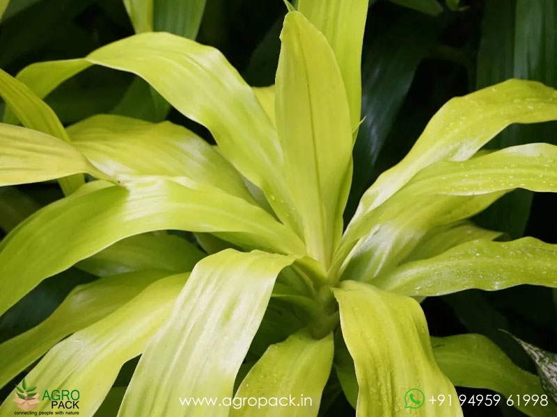 Limelight-Dracaena5