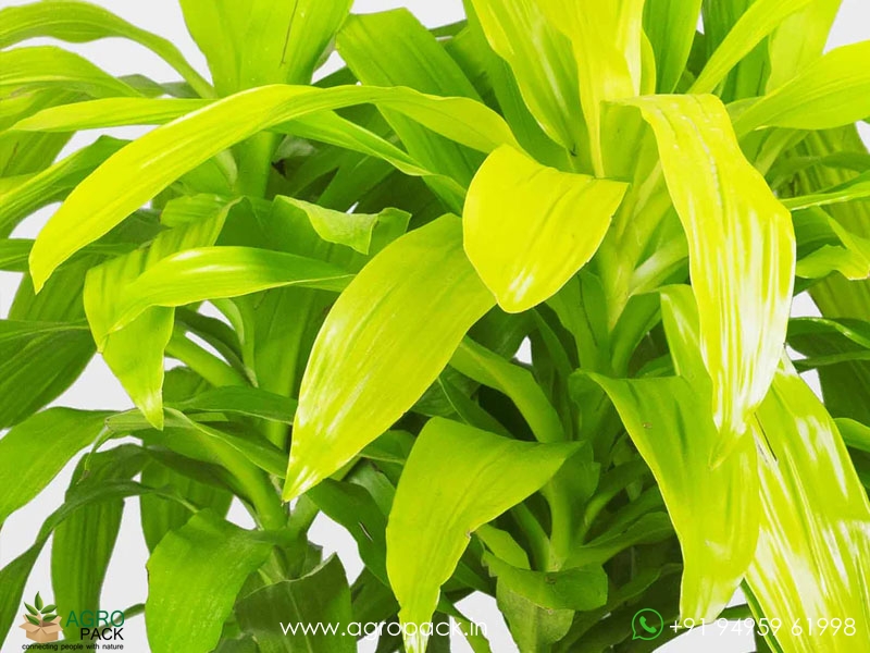 Limelight-Dracaena6