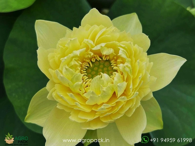 Linting-Chun-Ai-lotus6