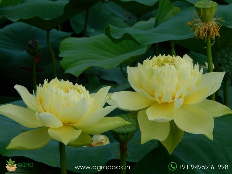 Linting-Chun-Ai-lotus7