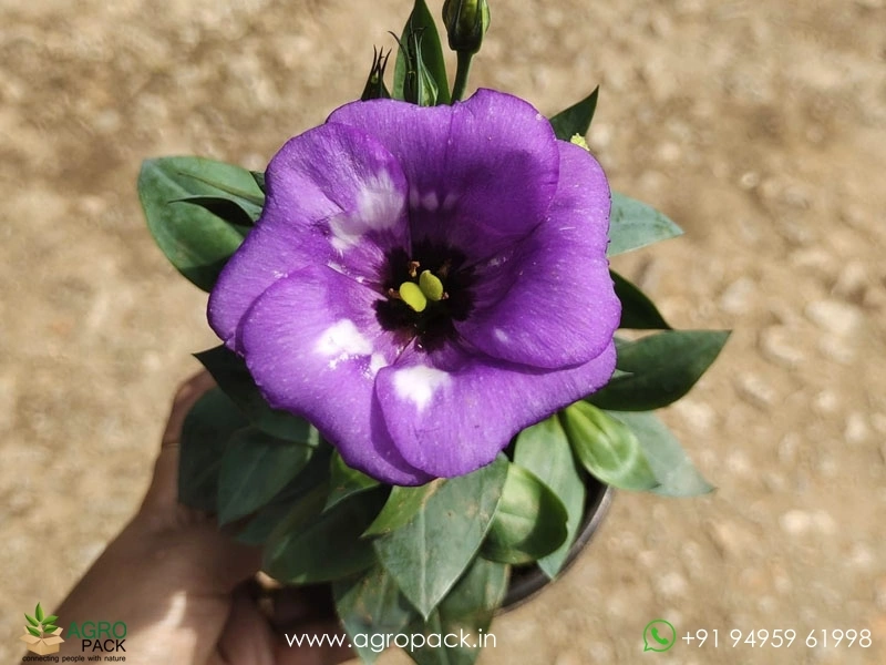Lisianthus1
