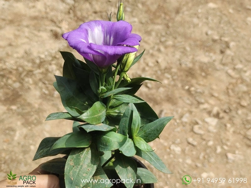 Lisianthus2