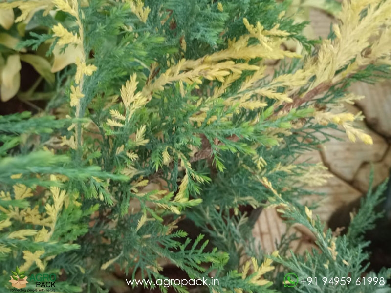 London-Pine-Variegated2