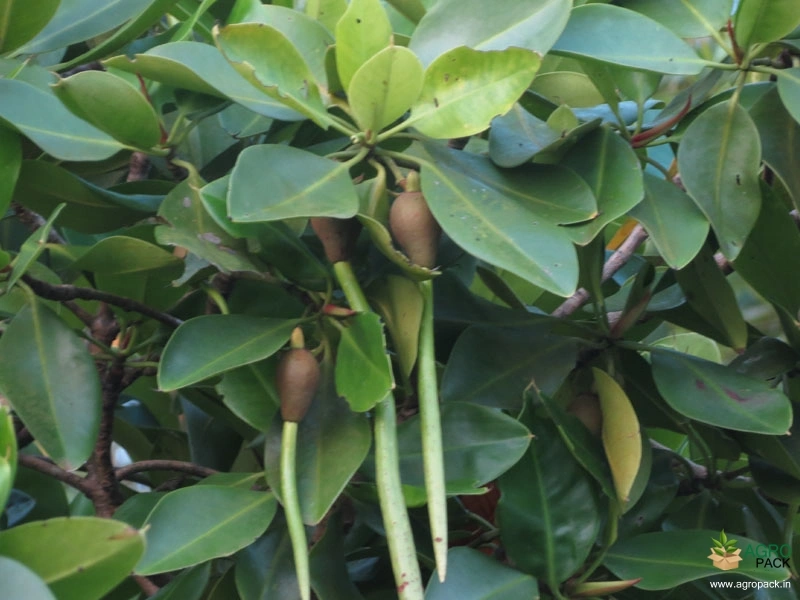 Loop-root-mangrove2