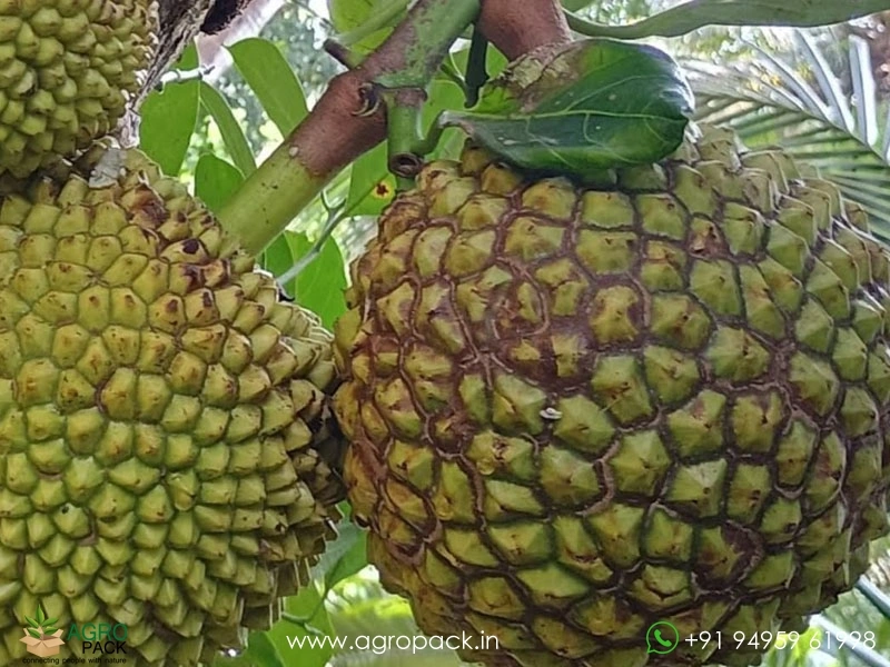 Lotus-Jackfruit1