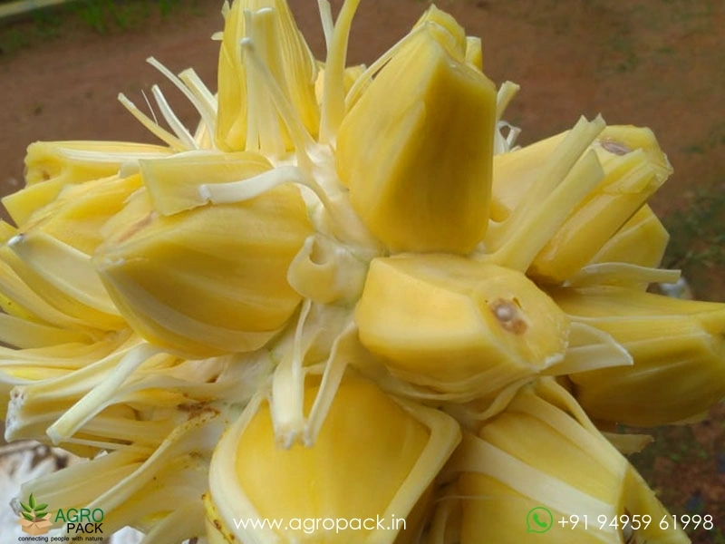 Lotus-Jackfruit2