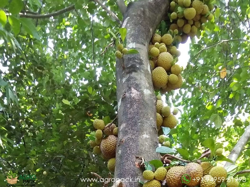 Lotus-Jackfruit4