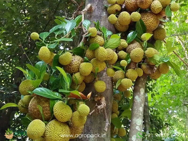 Lotus-Jackfruit5