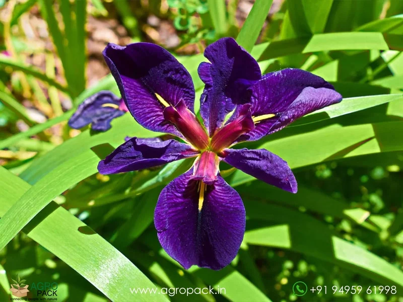 Louisiana-Iris-Black-Gamecock2