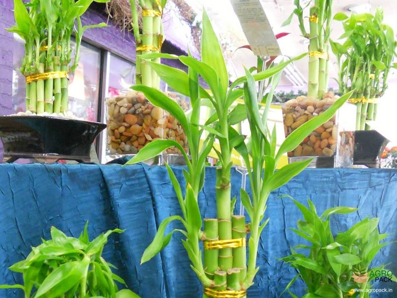 Lucky-Bamboo1
