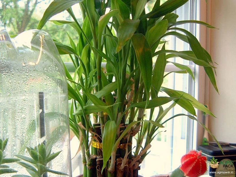 Lucky-Bamboo2
