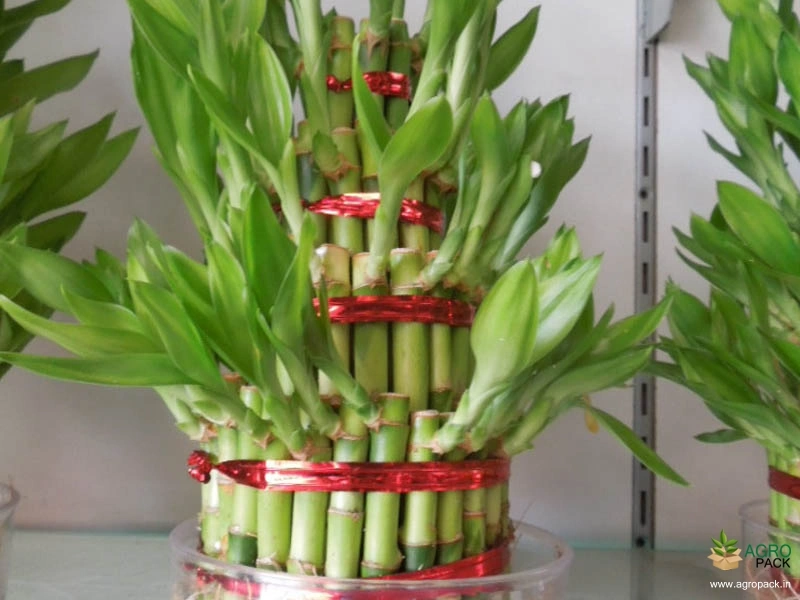 Lucky-Bamboo3
