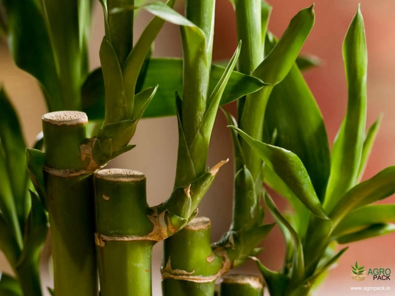 Lucky-Bamboo4