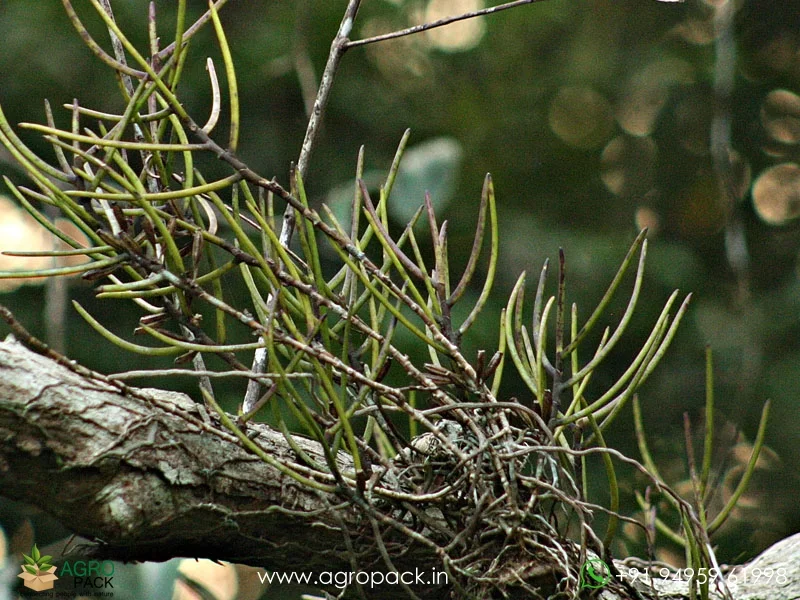Luisia-zeylanica-Wild-Orchid1