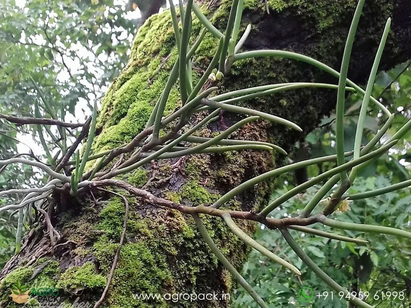Luisia-zeylanica-Wild-Orchid2