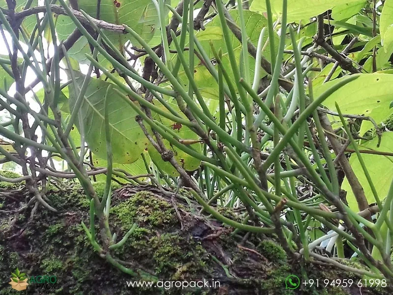 Luisia-zeylanica-Wild-Orchid3