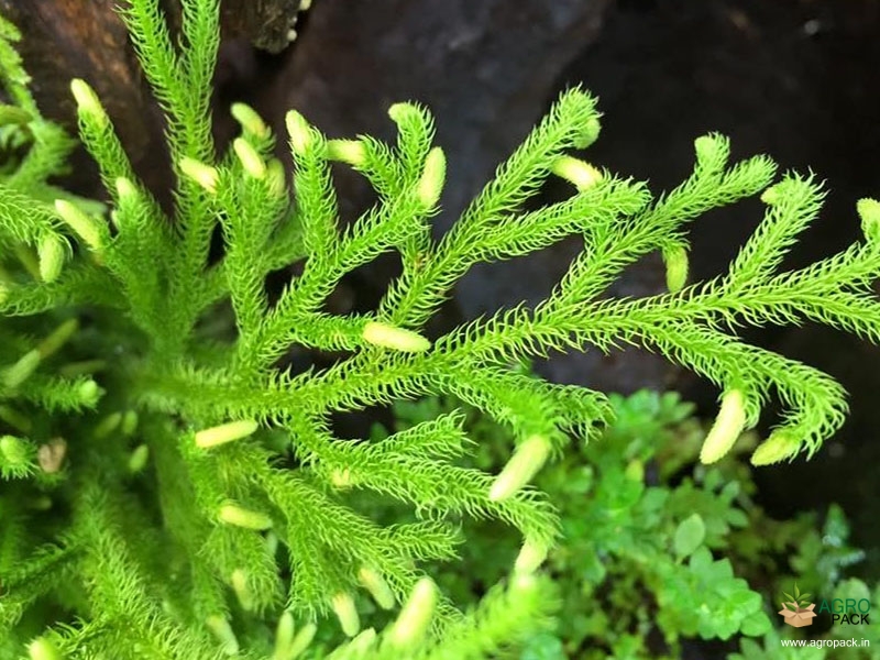 Lycopodium-clavatum-Fern1