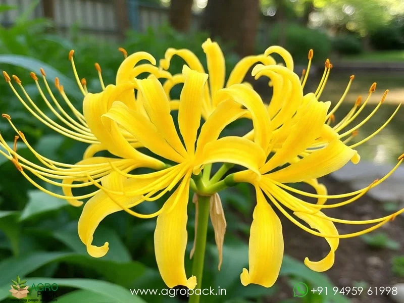 Lycoris-Aurea-Yellow-Spider-Lily2