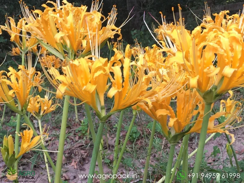 Lycoris-Aurea-Yellow-Spider-Lily3