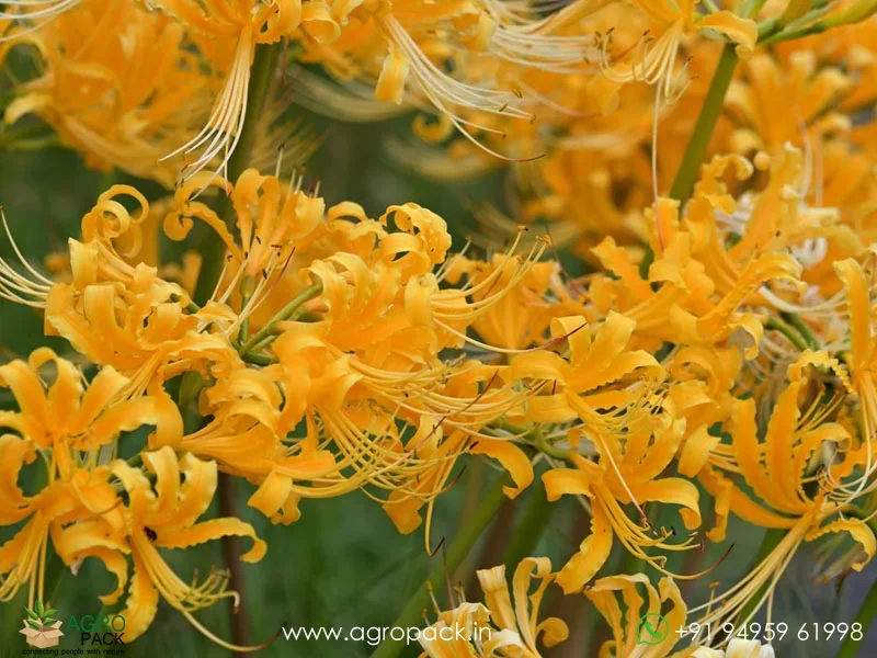 Lycoris-Aurea-Yellow-Spider-Lily4