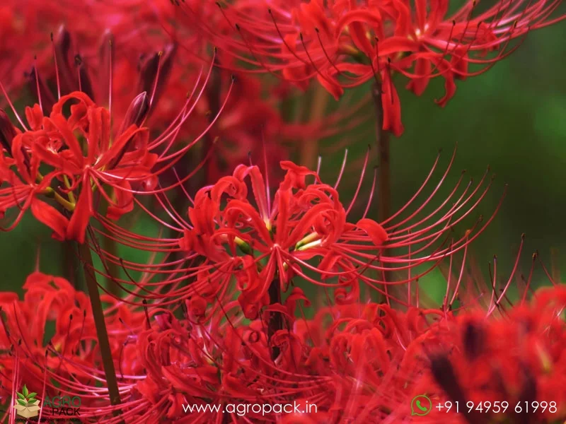 Lycoris-Radiata-Red-Spider-Lily2