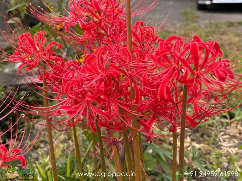 Lycoris-Radiata-Red-Spider-Lily3