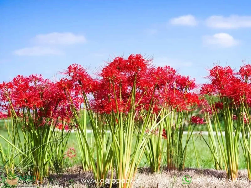 Lycoris-Radiata-Red-Spider-Lily4